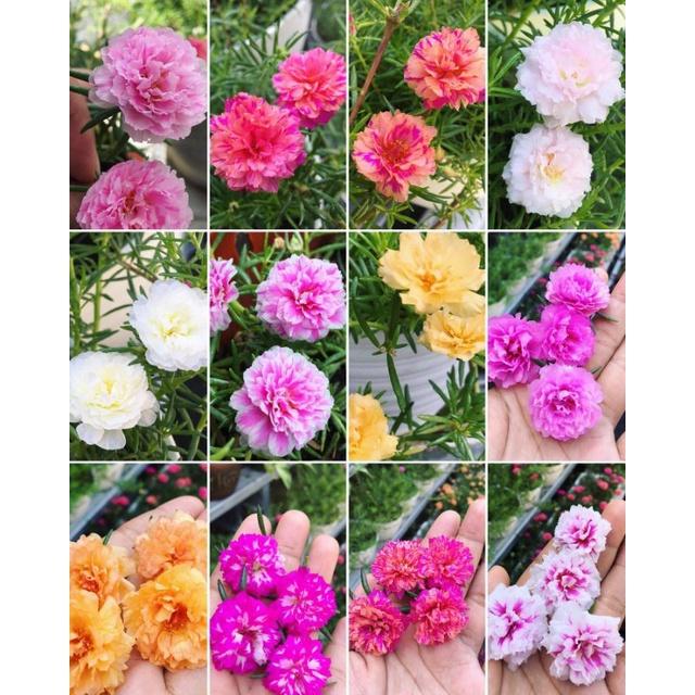 Bunga MOSSROSE KROKOT - Tanaman Hidup Bunga Hias Krokot Mossrose - Krokot Bunga - Krokot Daun