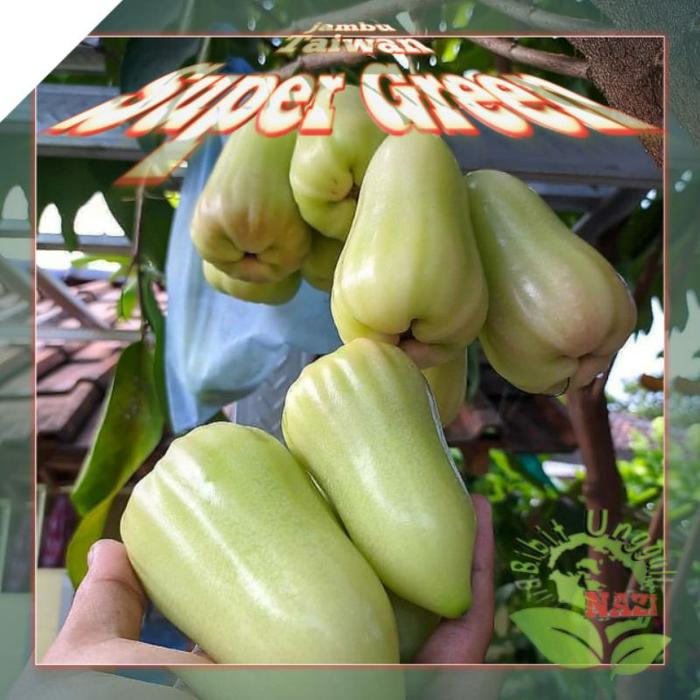 Bibit Jambu Air Taiwan Super Green okulasi Tanaman bisa Tanam dalam pot TABULAMPOT