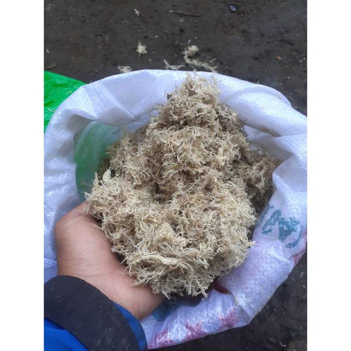 Media tanam Spagnum moss /Sphagnum moss/Moss Putih