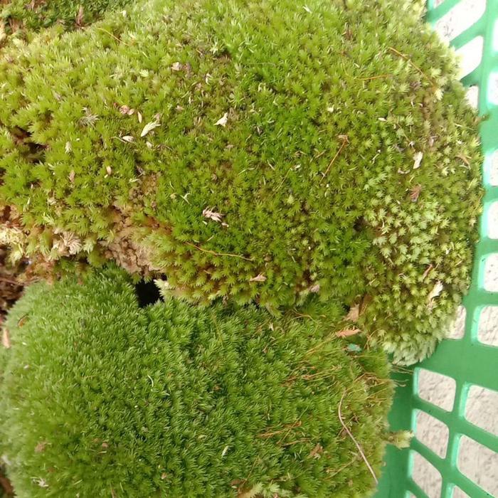 moss hidup / lumut media tanam 1kg
