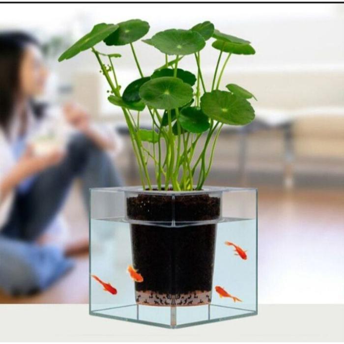 tanaman hias pegagan-tanaman air daun bulat