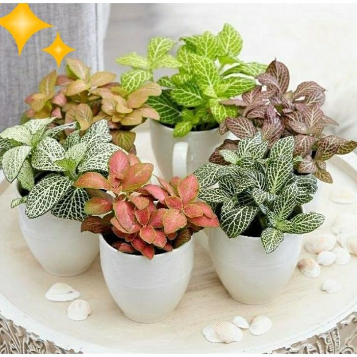 COD TANAMAN HIAS fittonia
