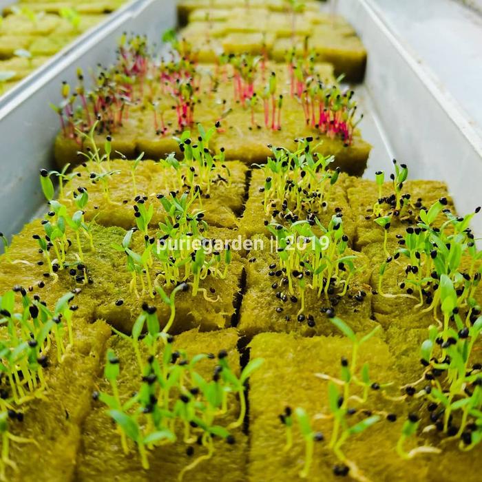 Rockwool Import Cultilene hidroponik