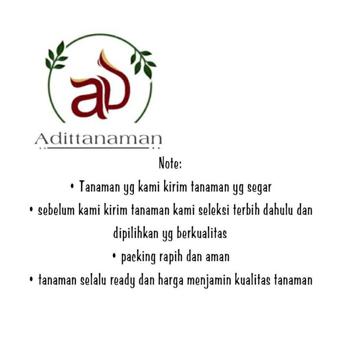 ( BISA COD ) PROMO! Tanaman Hias Cemara Ekor Tupay Dewasa Rimbun / Tanaman Hidup Cemara Ekor Tupai /