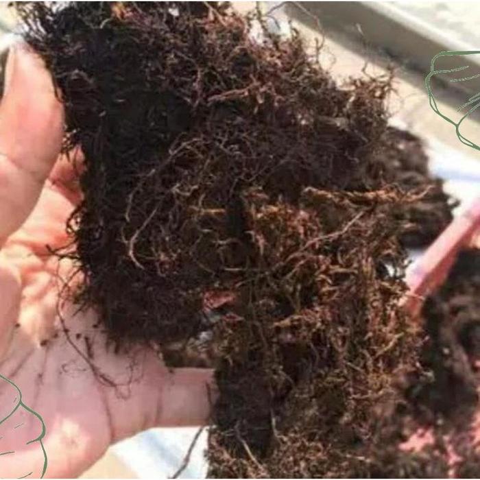 (Kemasan Plastik 5 kg) Media Tanam Mos Akar Kadaka