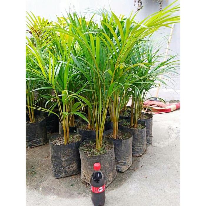 PROMO Palem Kuning (Isi 3)