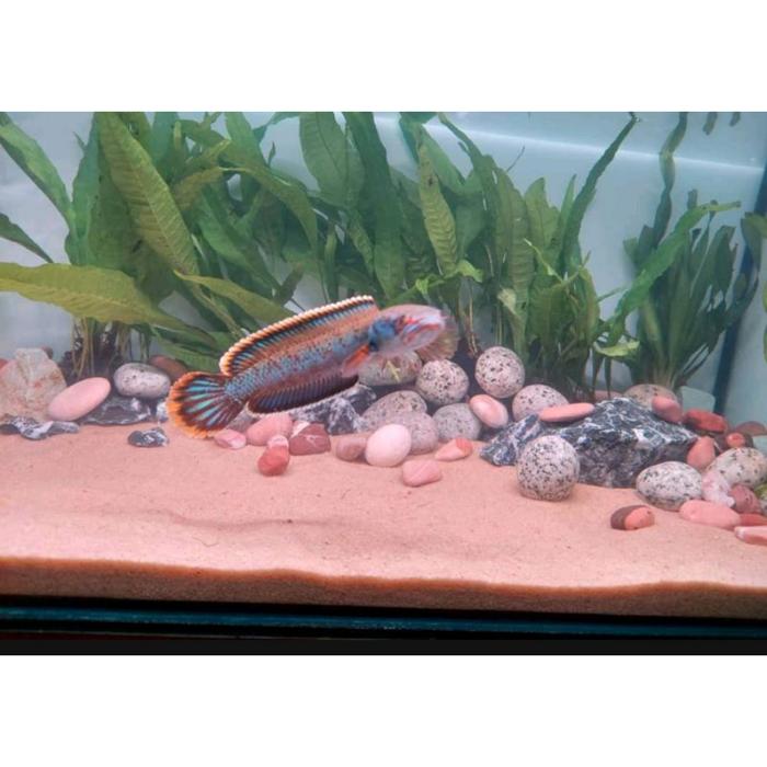 BATU KORAL TELUR PUYUH/BATU HIAS TANAMAN/BATU HIAS AQUARIUM 3-5CM