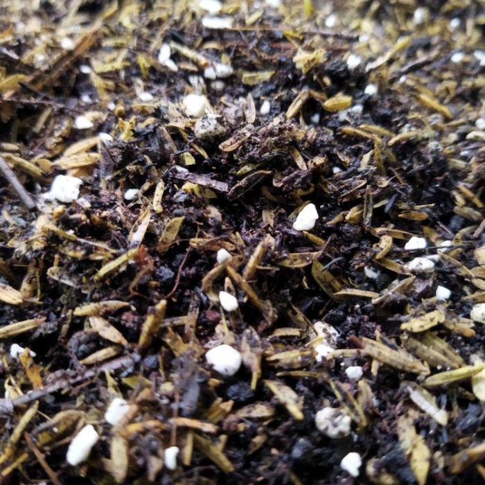 Media Tanam POROUS AROID VARIGATA Kualitas Premium 1KG Siap Pakai
