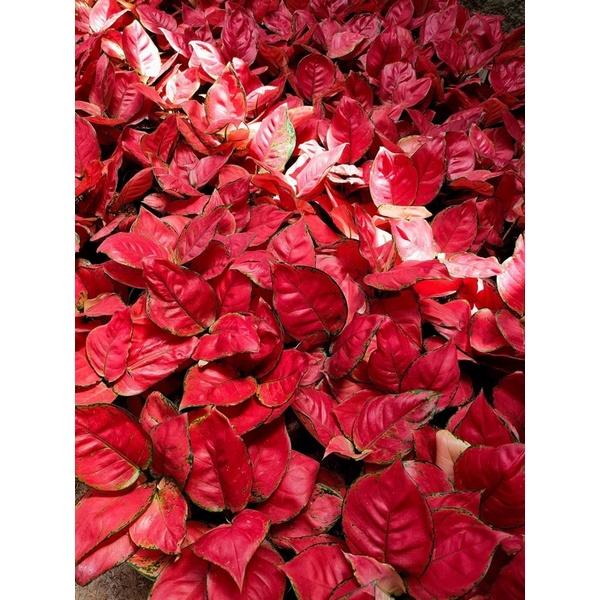 RED ANJAMANI MENOR - Tanaman Hias Aglaonema / Aglonema Murce