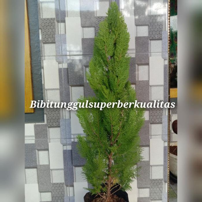 Bibit Tanaman Hias Cemara kipas 1 meter dalam pot