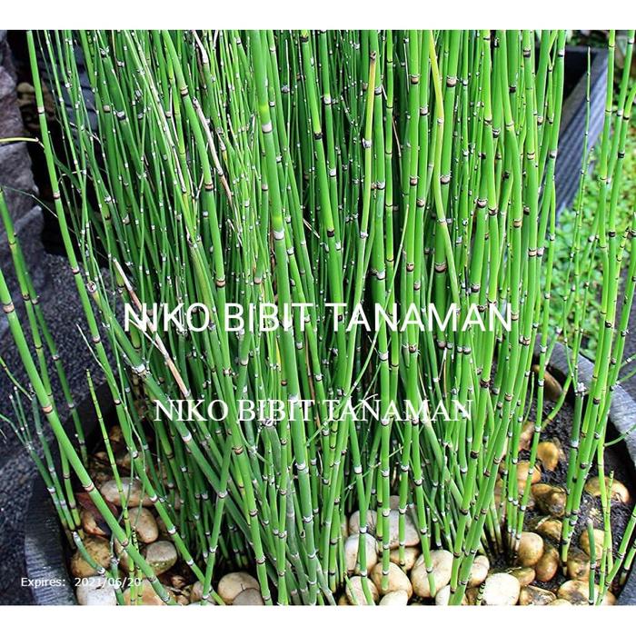 NIKO~ BIBIT TANAMAN BAMBU AIR HIAS SUPER SIAP TANAM