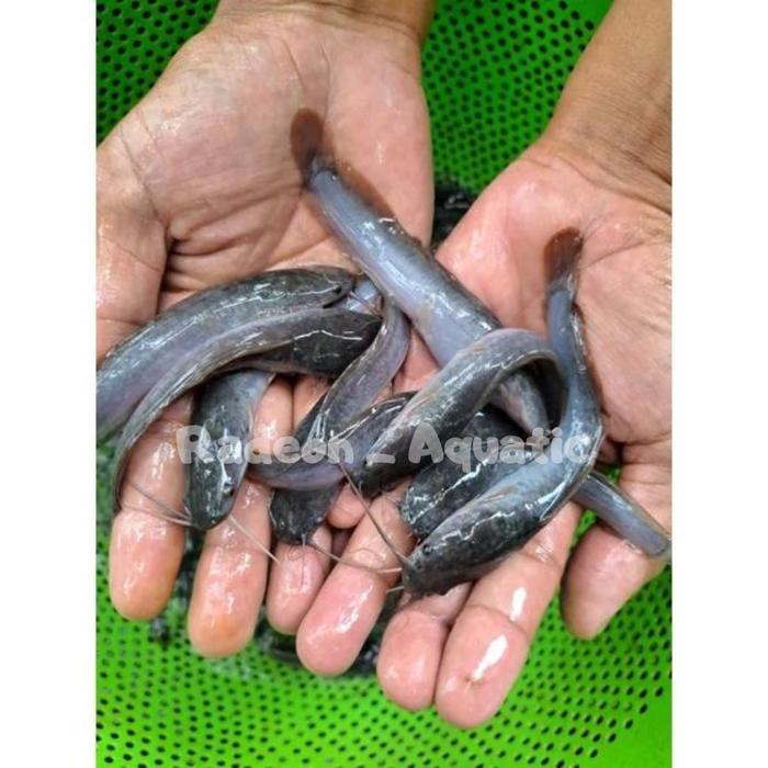 PAKET 75/150 lele jumbo berkualitas dan cpat besar uk 3-4 cm
