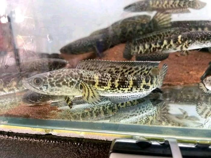 IKAN CANA AURANTI SIZE rendem