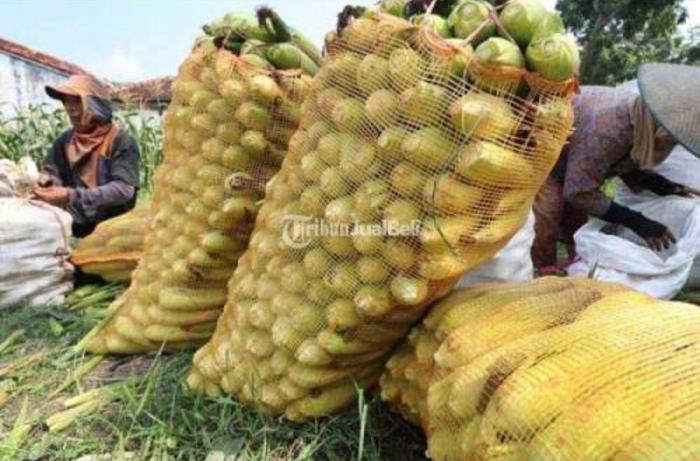 KARUNG SAYUR 60x100 10 pcs/KARUNG WARING/brongsong klengkeng/karung jaring/karung bawang