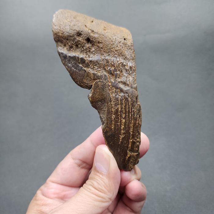 SUPER RARE | Half-Polished Javan Megalodon Tooth Fossil Fragment Natural Fosil Gigi Hiu Purba Megalo