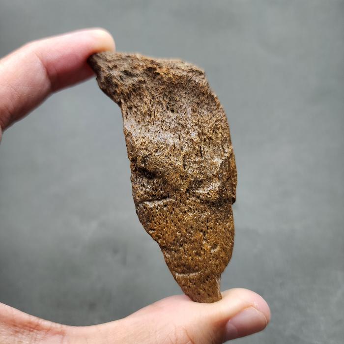 SUPER RARE | Half-Polished Javan Megalodon Tooth Fossil Fragment Natural Fosil Gigi Hiu Purba Megalo