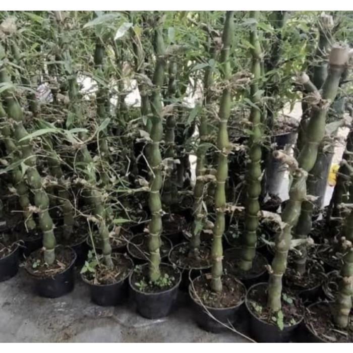 Tanaman Hias Bambu Tasbih // Bambu Nagin // Bambu Hoky