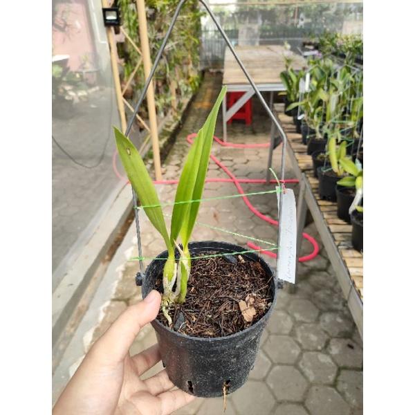 Guaricyclia Yucatan Dewasa