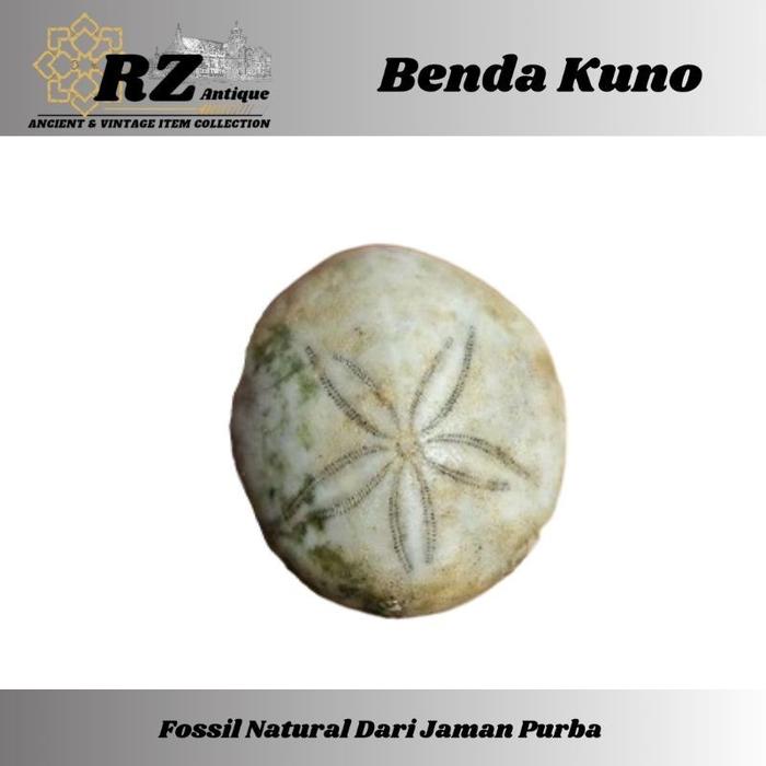 RZ Antique-Fossils Sea Urchine (landak laut mini)