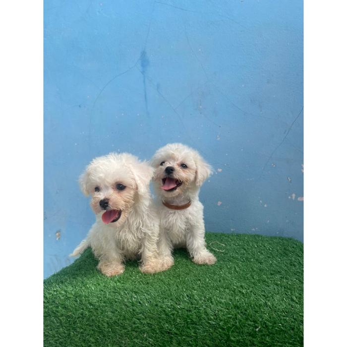 Dijual Anjing Bichon Frisee Limited