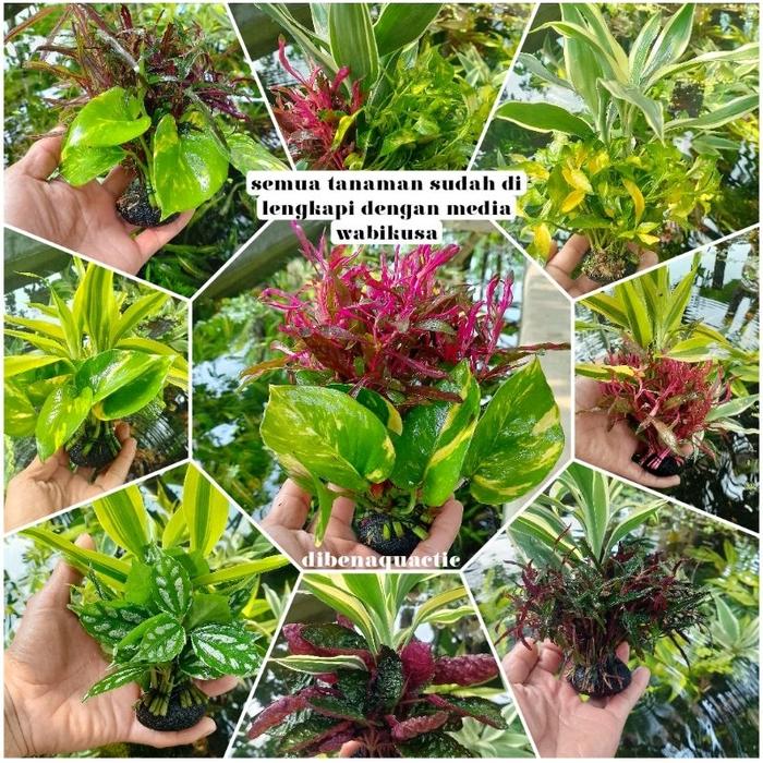 tanaman aquascape bambu hoki-bambu serih rezeki please parian sudah di