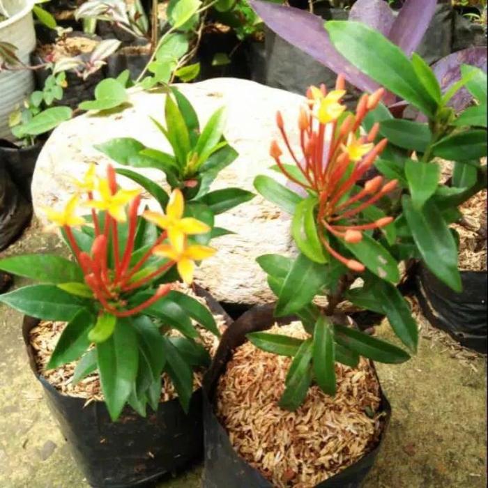 pohon soka Singapore/ tanaman bunga soka