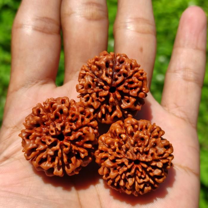 Jenitri Rudraksha Besar Jumbo