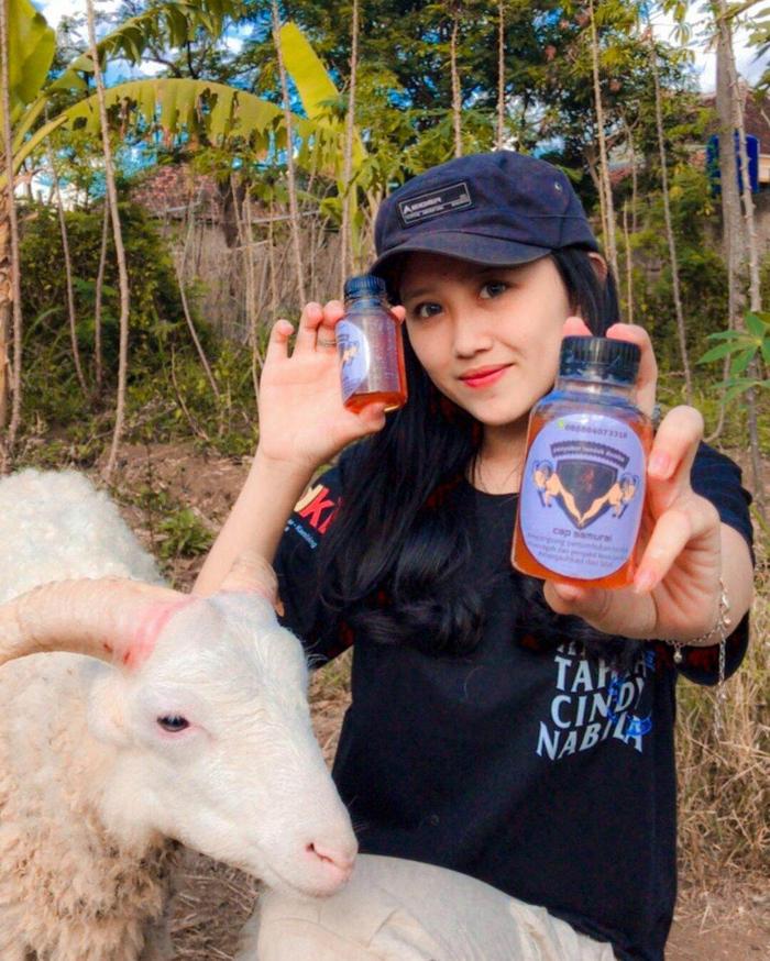 minyak penyubur tanduk domba garut