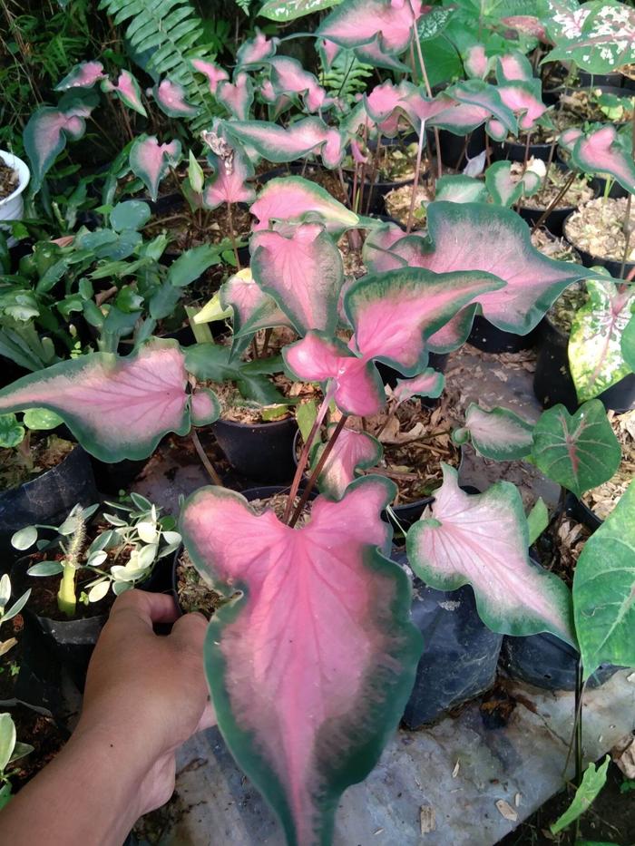 harga  tanaman hias keladi walet