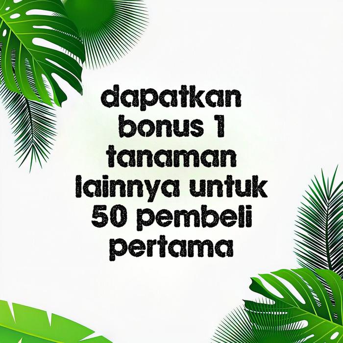 bisa    tanaman hias palem kipas - pohon palem kipas
