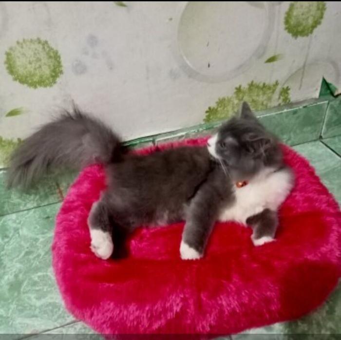 kasur kucing berkualitas kain bulu raspur/ alas, tidur kucing atau kelinci murah