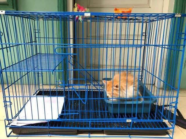 kandang kucing lipat / kandang kelinci / ayam DLL