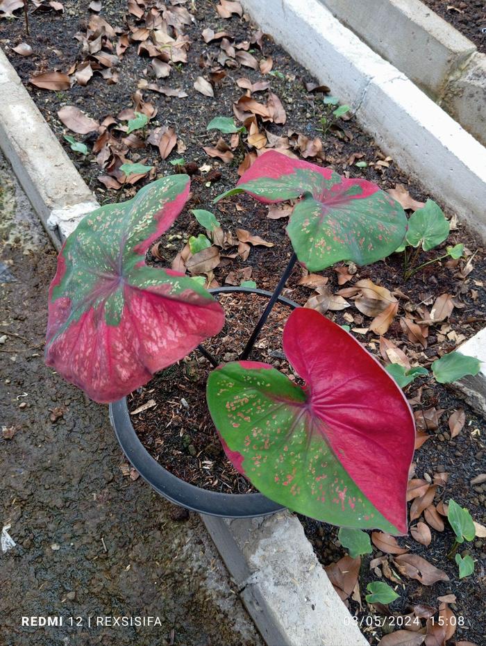 KELADI BARET MERAH, UKURAN DEWASA