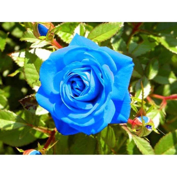 BISA  Tanaman hias mawar biru | bunga blue mawar hidup