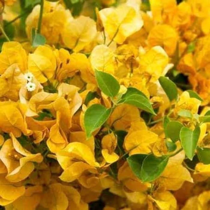Bougenville Kuning, cukup langka.