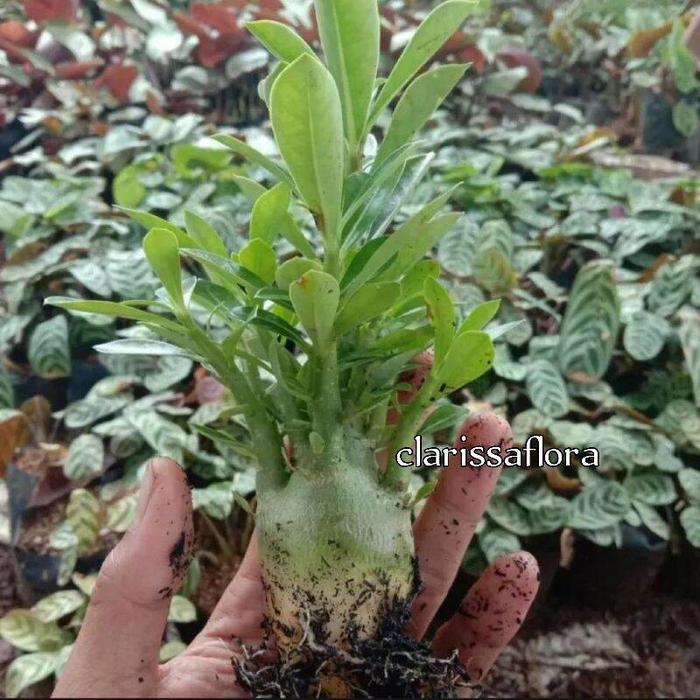 BISA  TANAMAN HIAS ADENIUM BUNGA TUMPUK 4 RUPA - Tanaman hias hidup