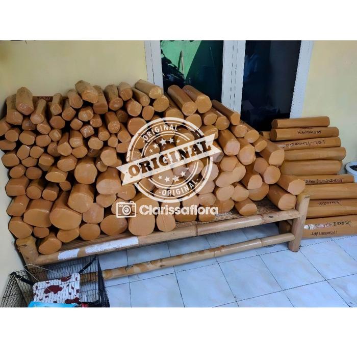 BISA    tanaman hias tabebuya bunga kuning tinggi ± 1 Meter / pohon tabebuya bunga kuning termurah