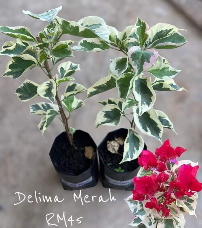 Bunga bugenvil Delima merah varigata