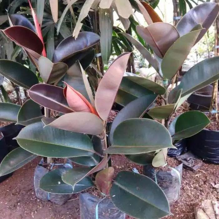 BISA   Tanaman Hias Karet Kebo Merah Ficus Elastica / Pohon Karet Kebo Merah Tanaman Hidup Karet Keb