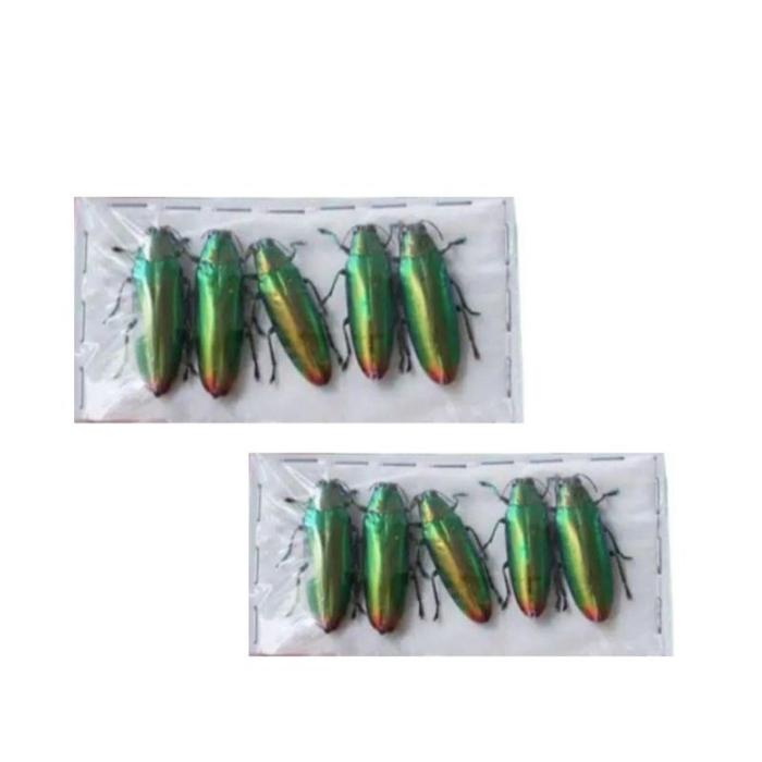 samber lilin/kumbang permata hijau 10pcs
