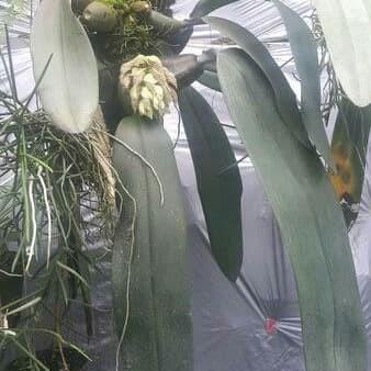 Anggrek Dasi / Bulbophyllum Macrobulbon