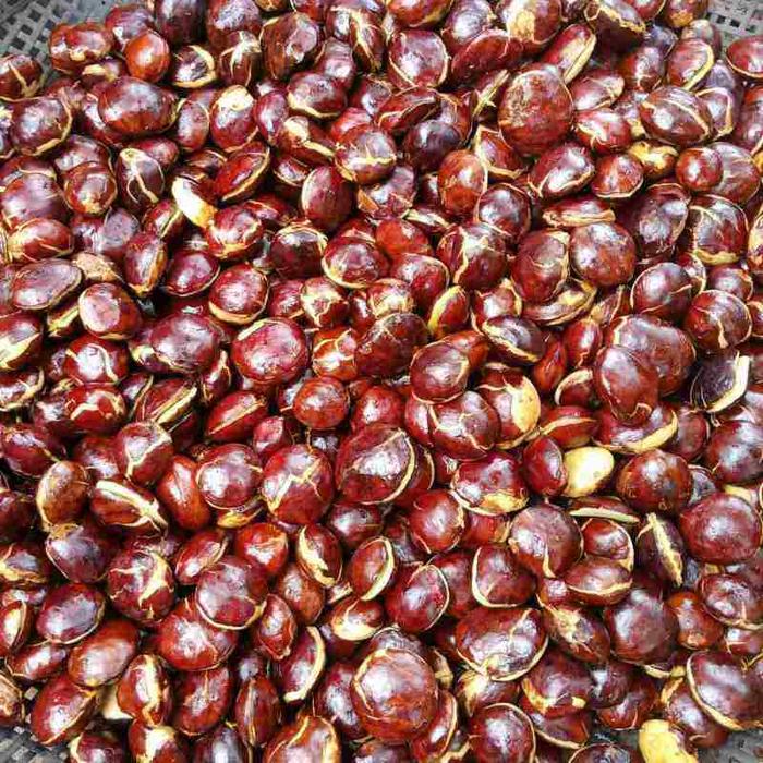 jengkol tua 1kg penambah napsu makan bagi yang suka