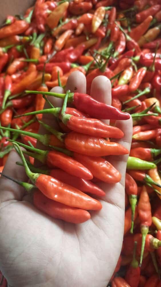 TERRRMURAH CENGEK SETAN || CABE RAWIT ||CENGEK MERAH I KG || FREE BONUS||PACKING KARDUS