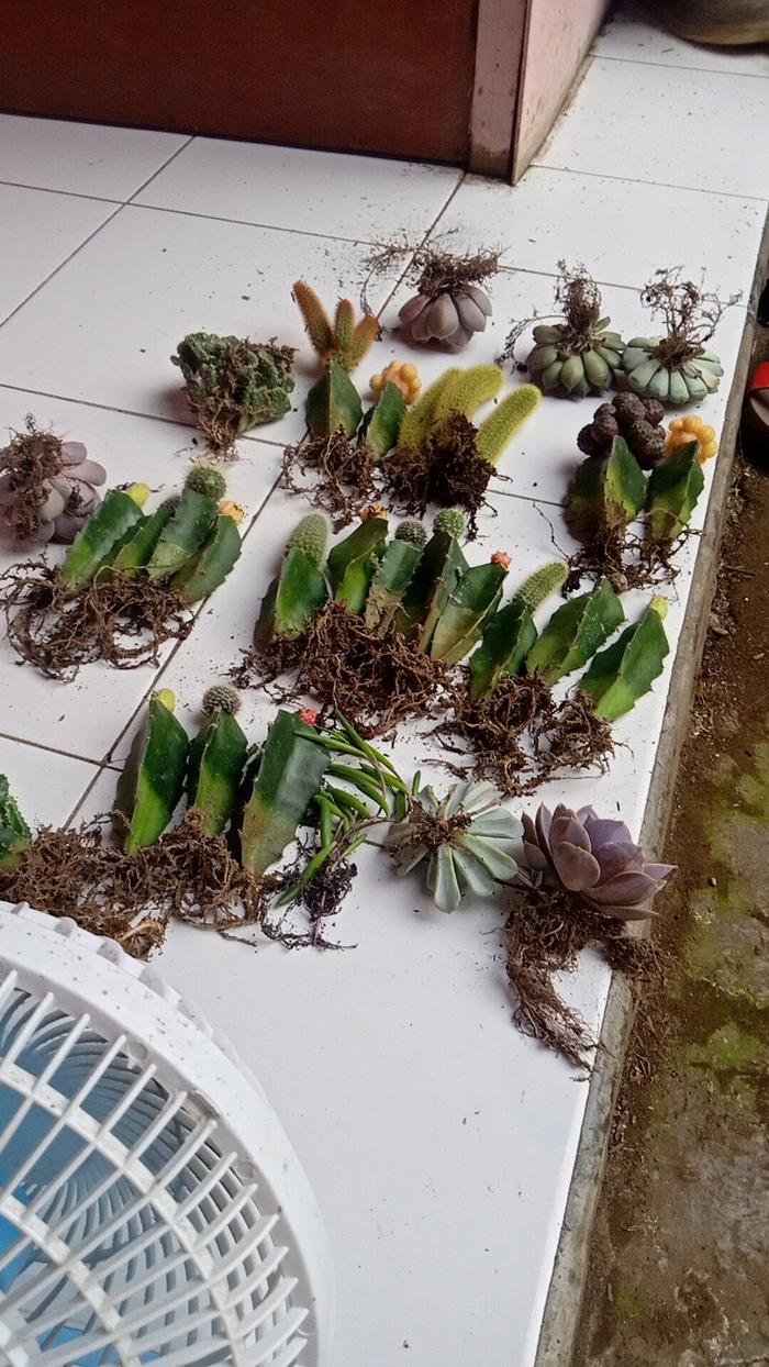 Paketan Kaktus Mini 6pcs & 6 Jenis Berbeda + Freepot +Bonusan