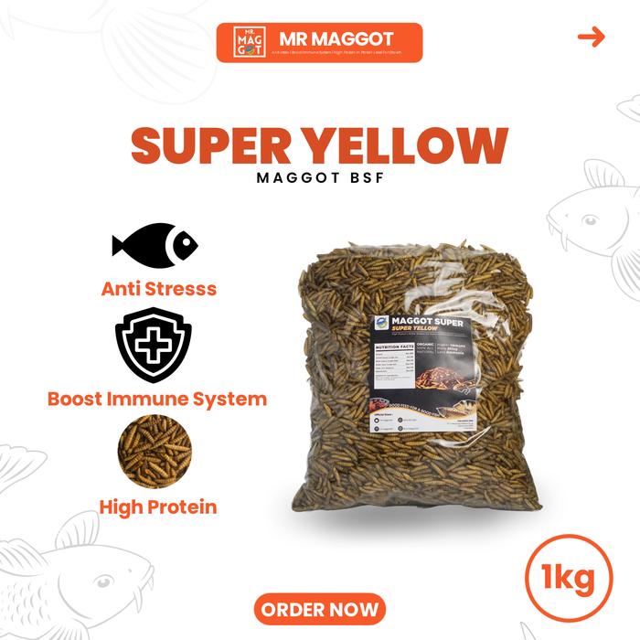MR MAGGOT - SUPER YELLOW PREMIUM MAGGOT