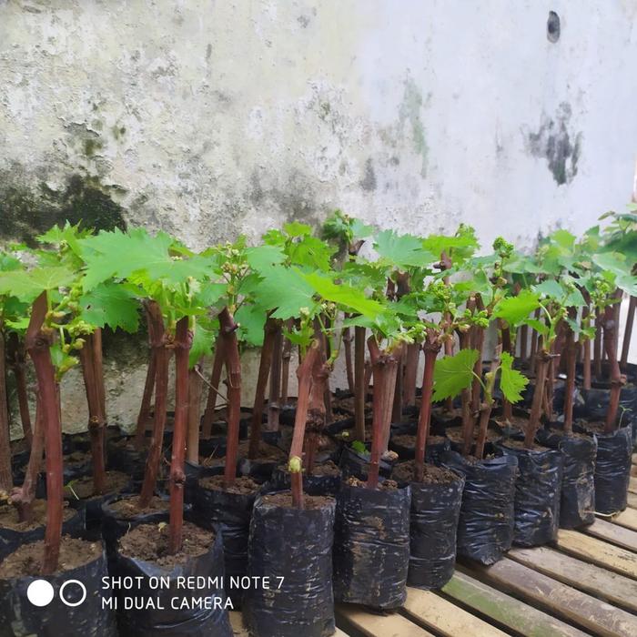 Paket 4 Bibit Anggur Isabella 5 Bulan Siap Berbuah Super Manis Termurah