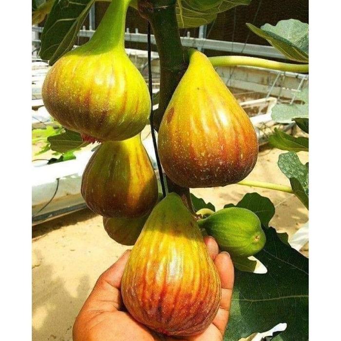 LASD 87664 Bibit tanaman buah tin jenis Thailand Brown Turkey   cepat berbuah, produktifitas tinggi 