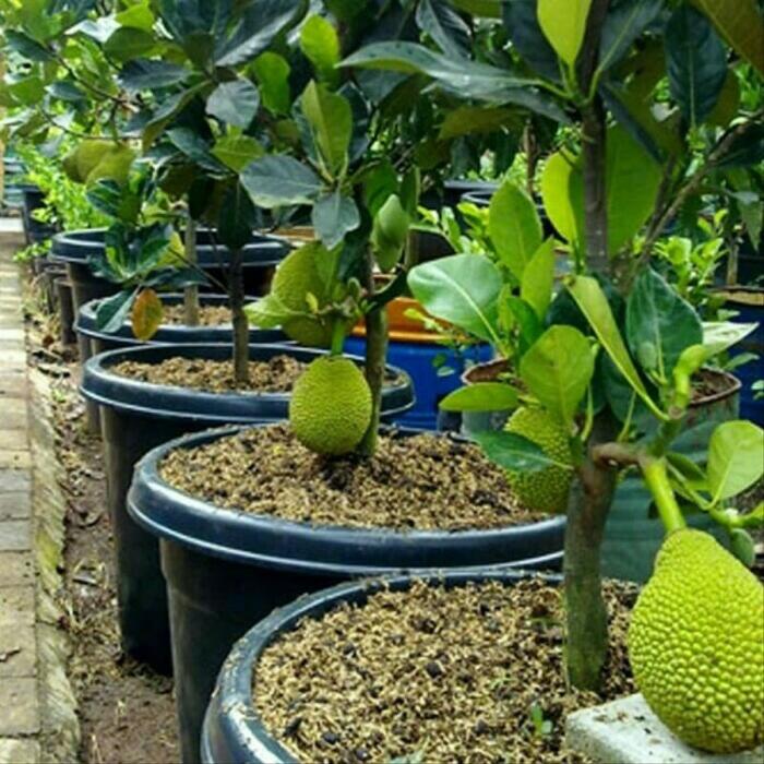 terlaris bibit nangka merah manis cepat berbuah/okulasi