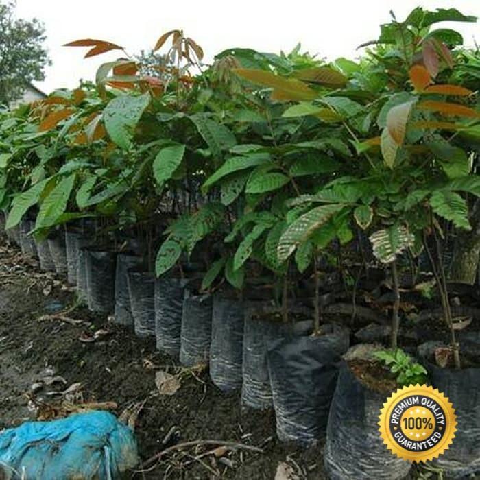 paket 3 bibit buah matoa super siap tanam