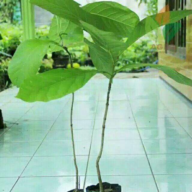 paket 5 pcs Bibit pohon jati super